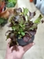 LECHUGA PLANTIN