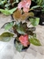 SIGNONIUM M12