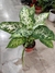 DIFEMBACHIA MARIANA M15