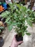 TOMATE PERITA PLANTIN