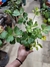APIO PLANTIN