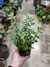 OREGANO PLANTN