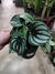PEPEROMIA SANDIA