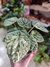PEPEROMIA CAPERATA DICIPLINADA