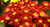 Colar com Flor Crisântemo - loja online