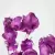 PLANTA DESIDRATADA BOUGAINVILLEA - CONJUNTO COM 1 GALHO na internet
