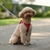 Cão arreios conjunto de trela para cães pequenos filhote ajustável de cachorr - comprar online