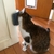 Massagem brinquedo com catnip para gato - Estilo Felpudo