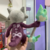 Pelúcia Marowak Pokémon na internet