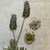 Lacre de Cera Triciclo Vintage - com flores secas de lavanda.