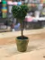 MACETA TERRA C/ARBOL CORAZON 22CM
