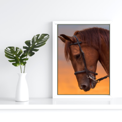 Caballos 17