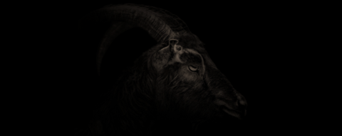 Black Goat