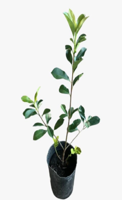 Fotinia - comprar online