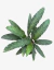 Calathea Wavestar