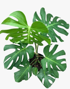 Monstera - Costilla de Adan - vivero vip garden