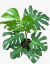 Monstera - Costilla de Adan - vivero vip garden
