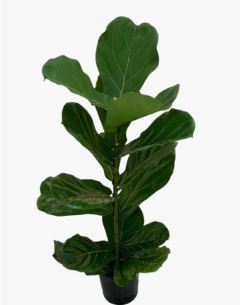 Ficus Pandurata - comprar online