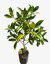 Magnolia Grandiflora blanca