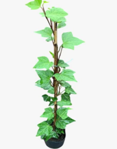 Hiedra Inglesa - comprar online