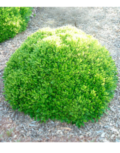 Azarero - Pittosporum - comprar online