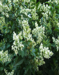 Ligustrum Ovalifolium - comprar online