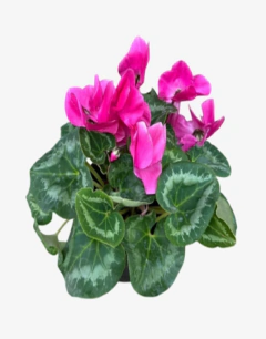 Violeta de los Alpes