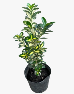 EUONYMUS AUROVARIEGATA - vivero vip garden