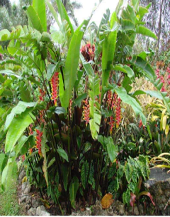 Heliconia Angusta - comprar online
