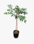 Mandarina Criolla - comprar online