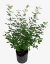 Lespedeza Thunbergii - comprar online