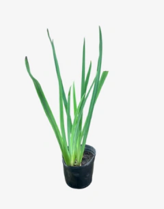 Iris Pseudoacorus