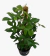 Philodendro Florida - comprar online