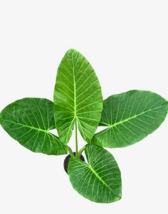 Oreja de elefante - Alocasia Macrorrhiza - comprar online