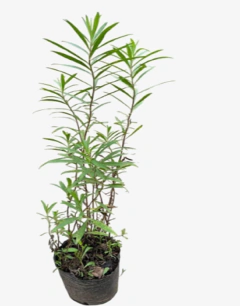 Solidago Chinensis