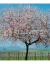 Almendro - comprar online