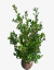 Buxus Terron