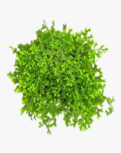 Licopodium - comprar online