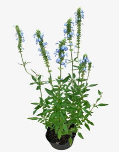 Salvia celeste
