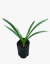 Agapanto Flor Azul - comprar online