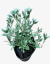 Campanilla plateada