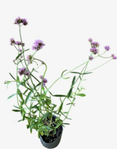 Verbena Bonariensis en internet