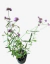 Verbena Bonariensis - vivero vip garden