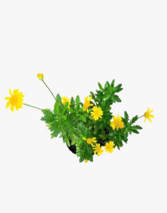 Euryops Verde - comprar online