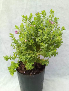 Polygala myrtifolia enana - comprar online