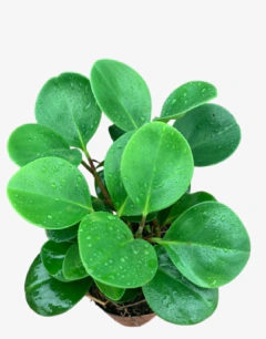 Peperomia Green