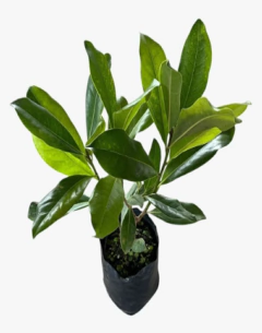 Magnolia Grandiflora
