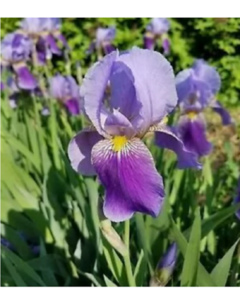 Iris Germánica - Lirio azul - vivero vip garden