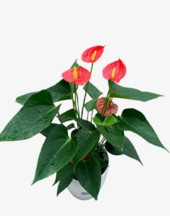 Anturio - comprar online