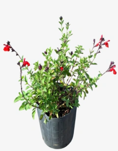 Salvia Greggi
